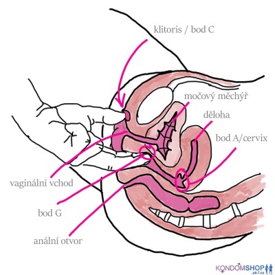 Anatome ženského klína, bod G, klitoris